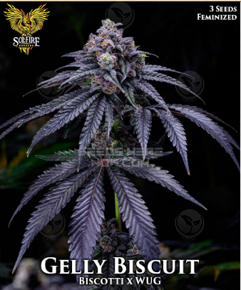 Banana Runtz - Solfire Gardens