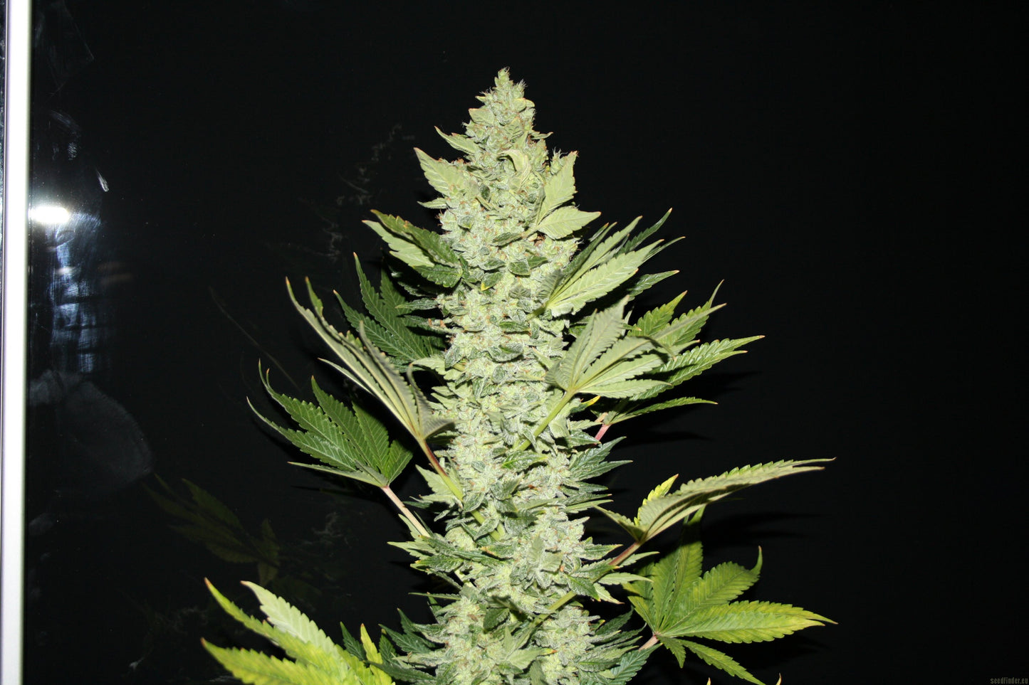 Euforia - Dutch Passion