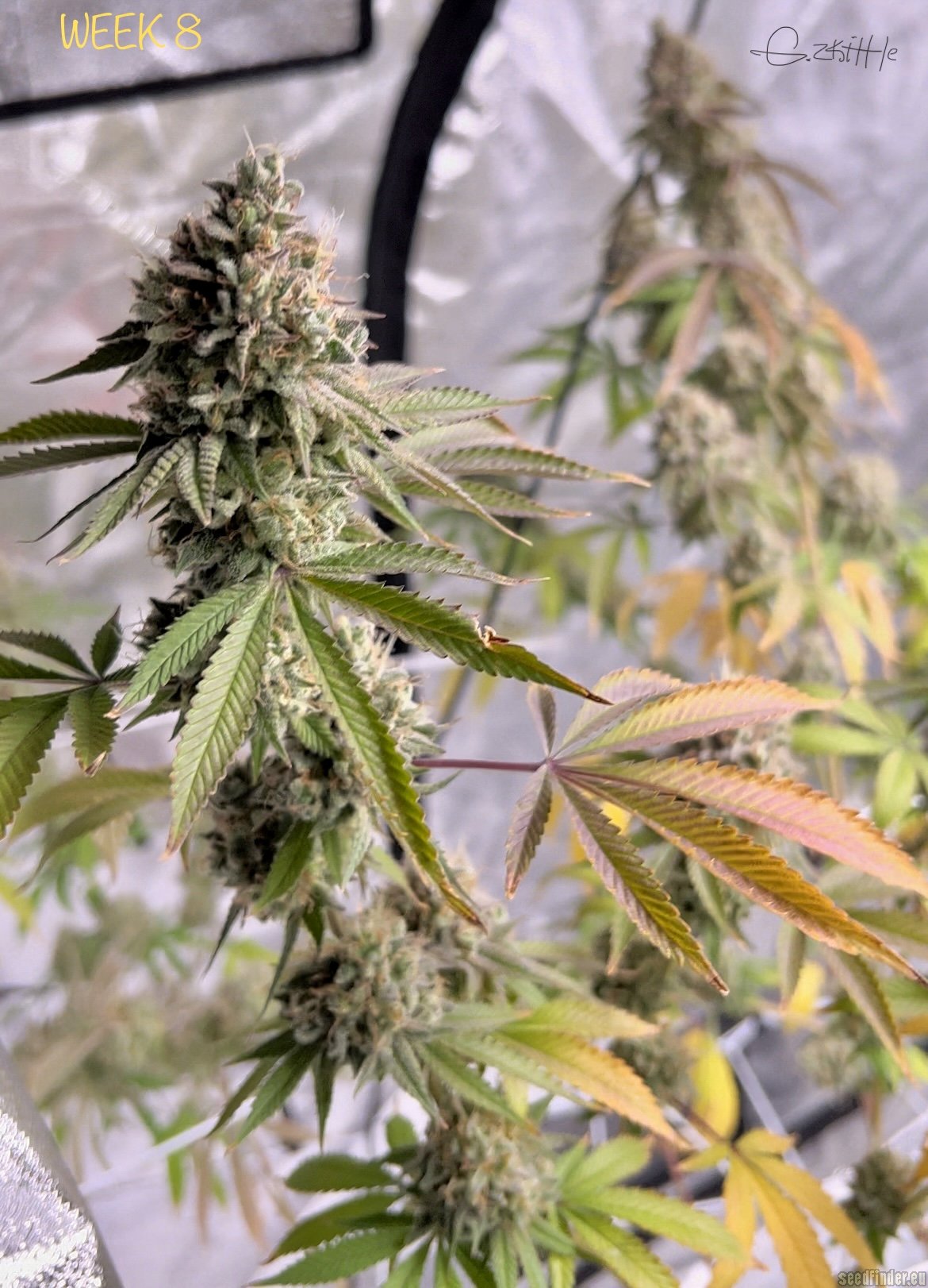 Gorilla Zkittlez - Barneys Farm