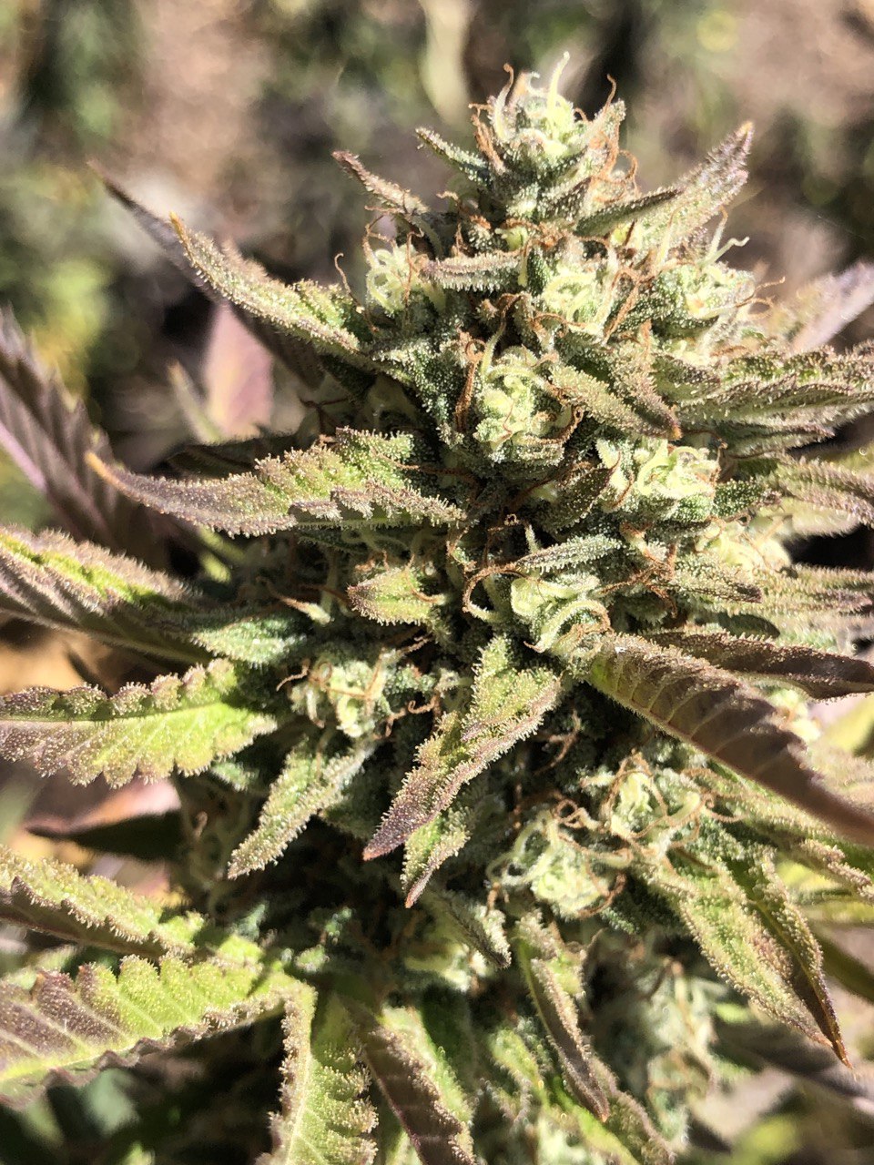 Purpurine F3 - Eureka Seeds