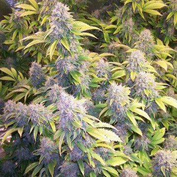 Bruce Banner - Advanced Seeds