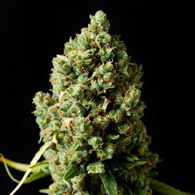 Critical Kush - Barneys Farm