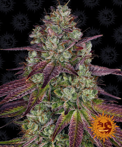 Mimosa Evo - Barneys Farm