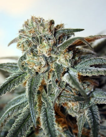 Zombie Kush - Ripper Seeds