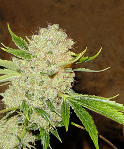 White Russian - Serious Seeds