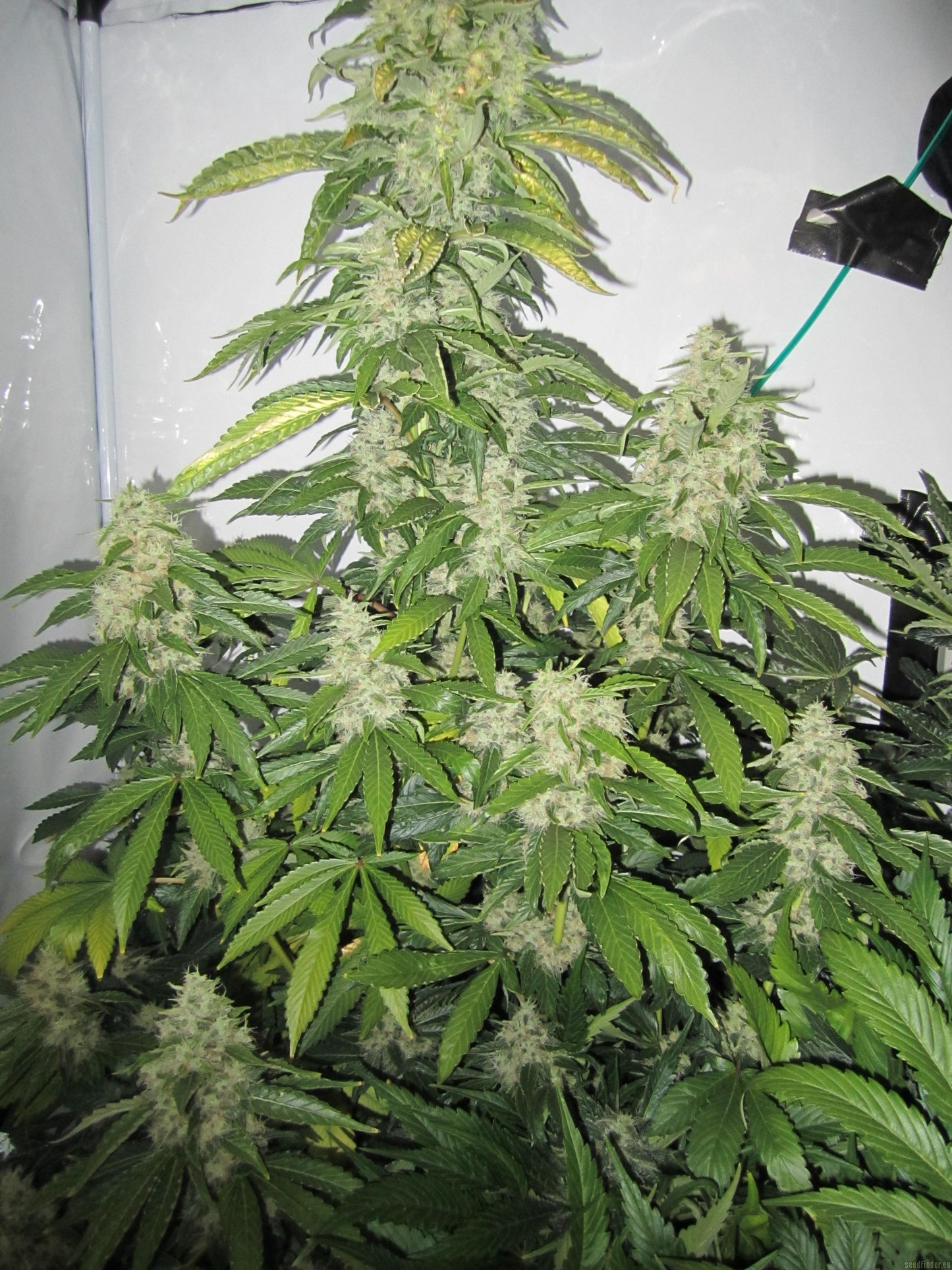 Big Bud - Bulk Seed Bank