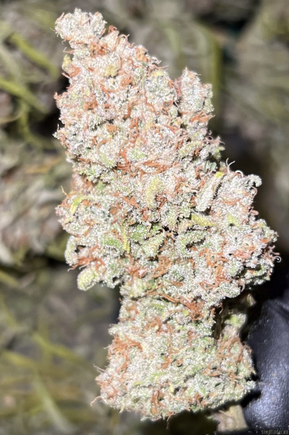 Blueberry - Dutch Passion