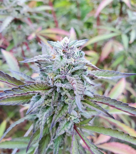 Green Goblin - Zamnesia Seeds