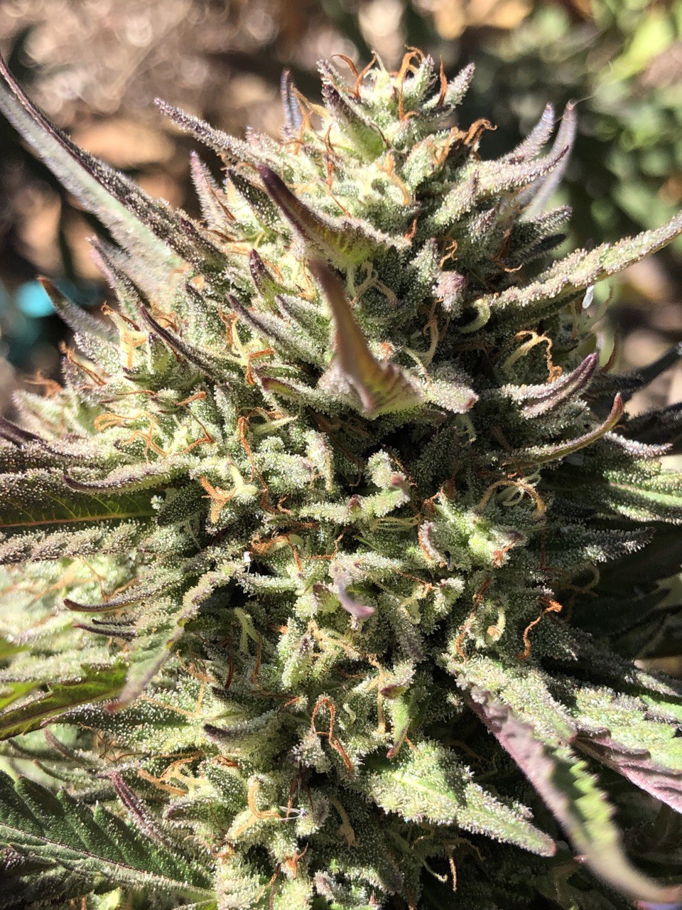 Ice Cream Planet F3 - Eureka Seeds