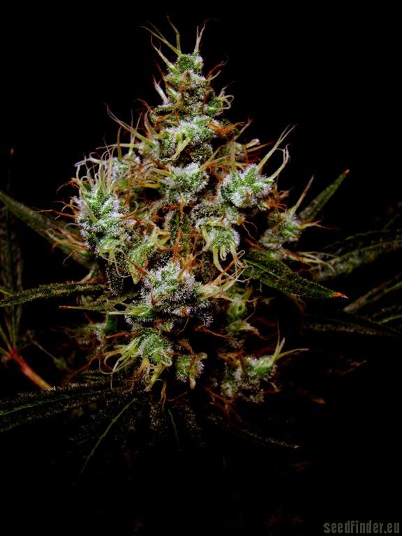 Jack Herer - Sensi Seeds