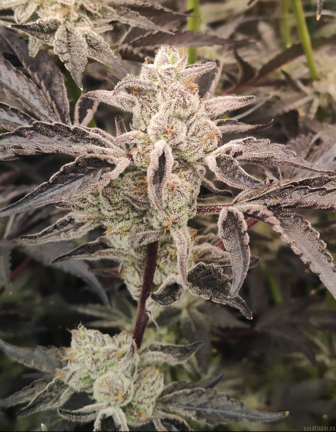 Platinum Jelly - Inhouse Genetics