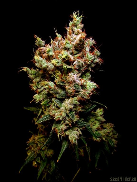 Skywalker - Dutch Passion